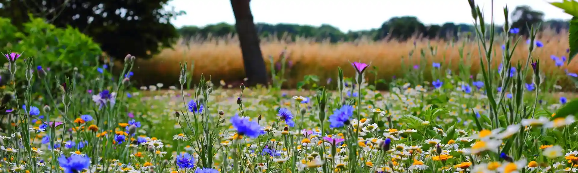 Terapeutiske metoder